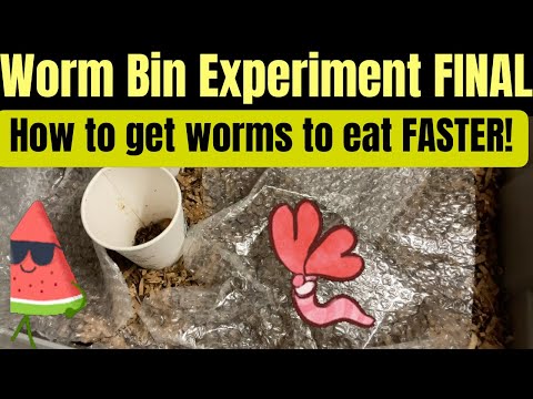 Worm Bin Experiment Final! How to reduce bin pests and get worms to eat FASTER!