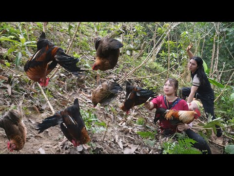 Skills in catching wild chickens with nets, farm life. SURVIVAL ALONE