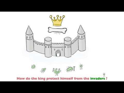 CC435. Inside the Refinement of the Gingival Margin