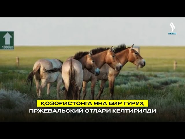 Қозоғистонга яна бир гуруҳ Пржевальский отлари келтирилди