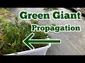 Green Giant Arborvitae Propagation The Easy Way - Part 1  // Rooting Thuja Green Giants