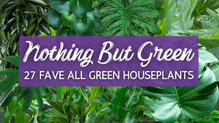 For the Love of Green! | 27 Fave All Green Houseplants | Nonvariegated Houseplants