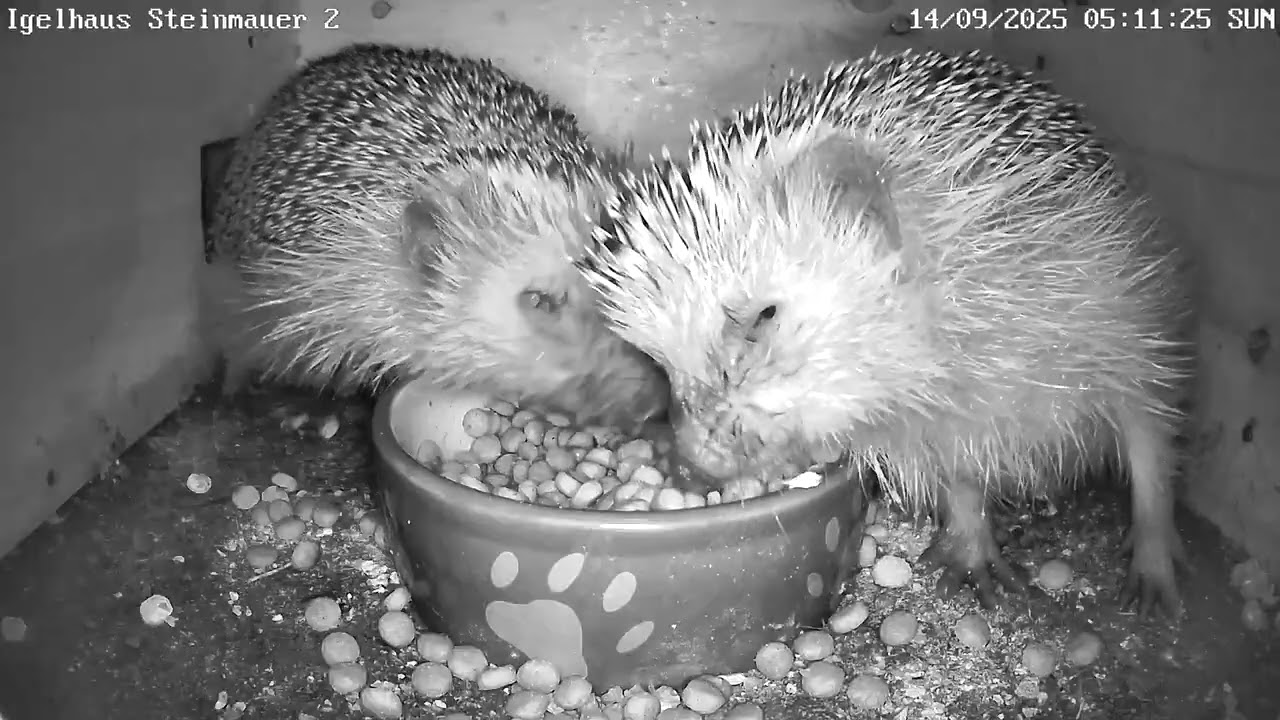 Zickenkrieg im Igelhaus | 14.09.2025
