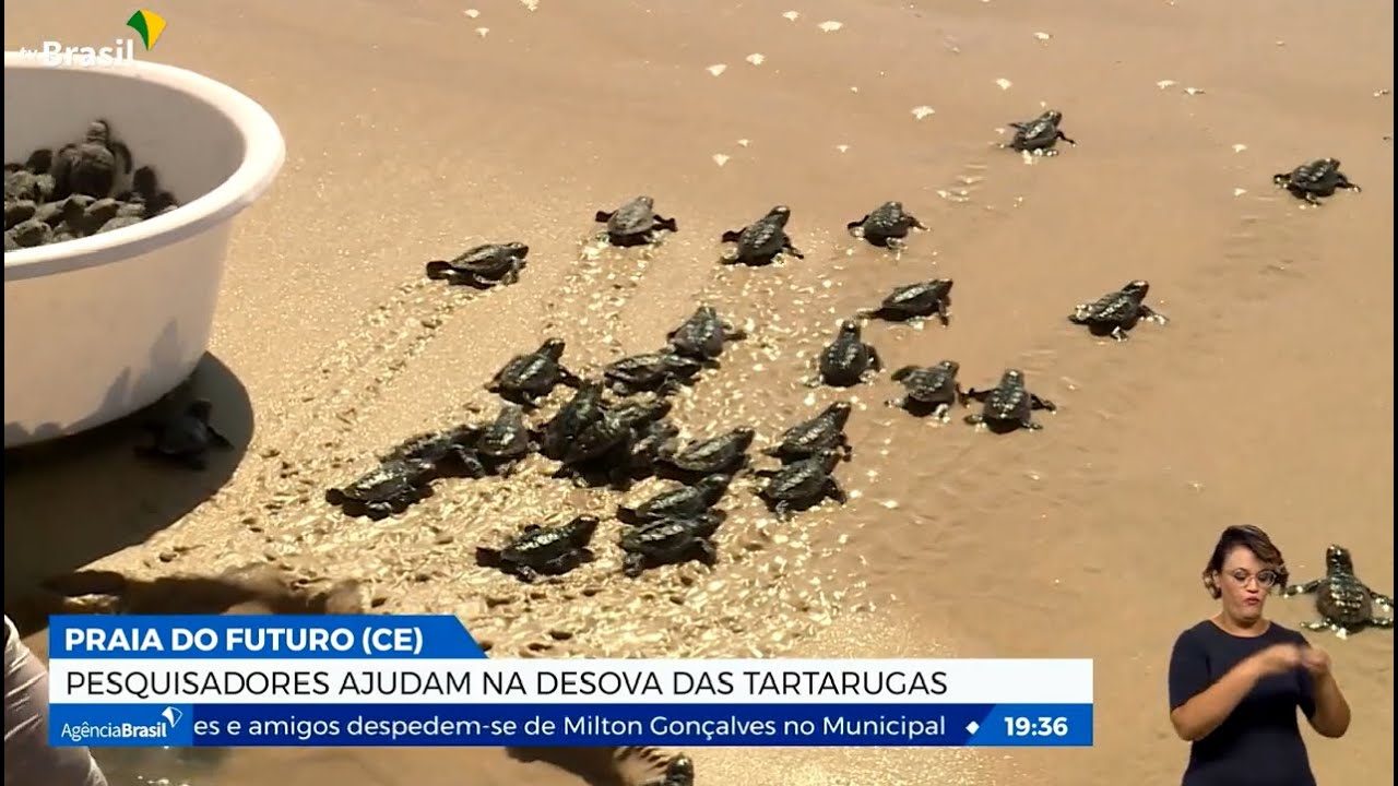 Pesquisadores ajudam na desova das tartarugas na Praia do Futuro
