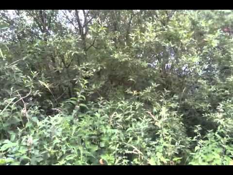 download lagu mp3 mp4 Goat Willow Sapling, download lagu Goat Willow Sapling gratis, unduh video klip Goat Willow Sapling