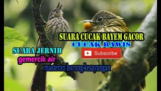 Download lagu Suara pikat atau masteran untuk cucak bayem mp3