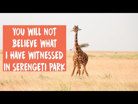 Two lions hunting a Buffalo in Serengeti