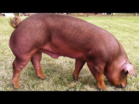 Duroc Pigs | Well-Muscled Calm Temperament