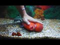 Most Friendly Flowerhorn Fish | Amazing Monster Head Flowerhorn