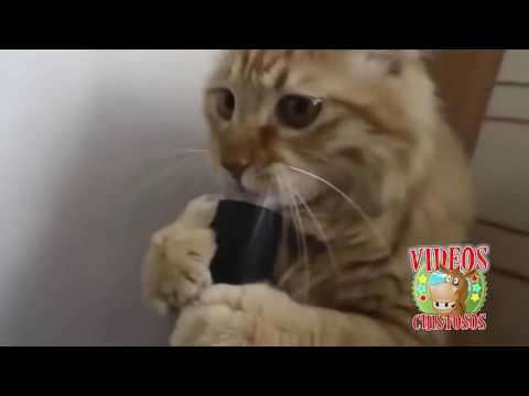 VIDEOS CHISTOSOS 4 - Compilación de vídeos de risa