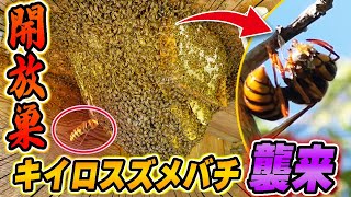 開放巣にキイロスズメバチ襲来！ニホンミツバチを守る為に網を設置！