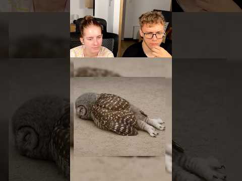 Tak naprawdę śpią zwierzęta 🫩