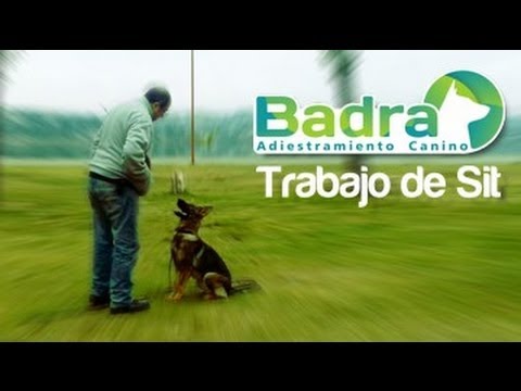Trabajo de sit en perro deportivo - Rumi