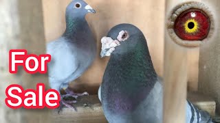 Imported Racing Pigeon For Sale | Pigeonauctions | Racer Pigeon For Sale