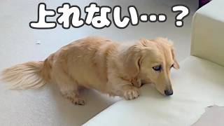 【ほぼ全盲の13歳老犬ダックス】後ろ足が弱ってきた？それでも変わらないシニア犬の日常