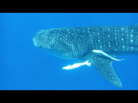 Tauchsafari Ägypten November 2022 Brothers - Daedalus - Elphinstone