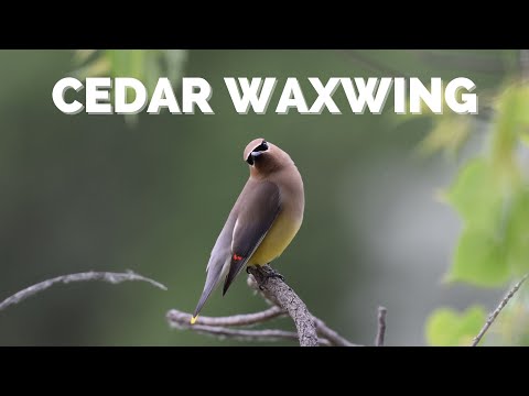 Chochláč americký (Bombycilla cedrorum) — správanie, biotop a hlas