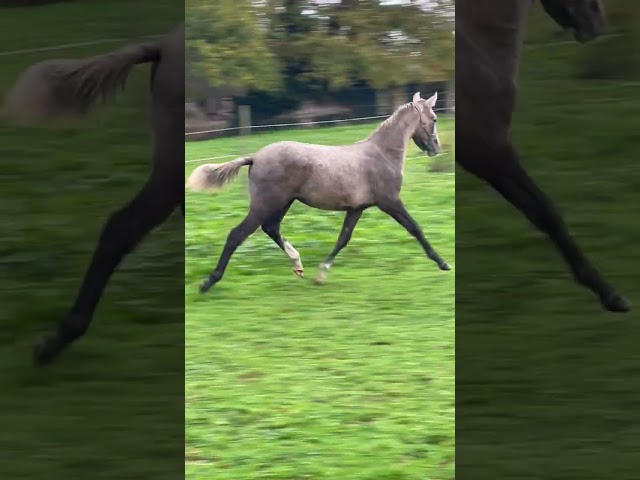 Poulain mâle 2025 OC