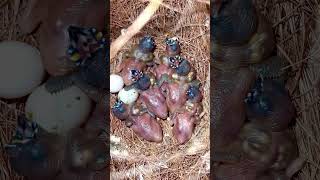 Download lagu Burung Finch Gouldian Jantan dengan Kawanan Anak Burung Kecil di Sarang | Suara Burung | Penangkaran Burung Finch mp3