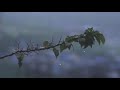 Bollywood Songs Playing In Another Room And It S Raining V10