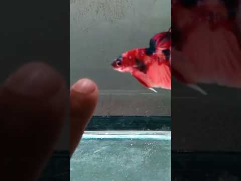 Cupang Red Koi Nemo Galaxy