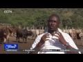 Cattle Export Sector Thrives In Botswana
