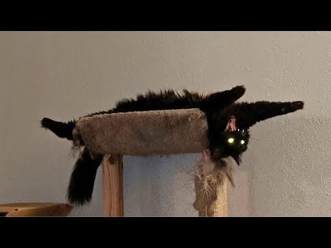 When Your Cat’s Default Settings Error Out 🤣