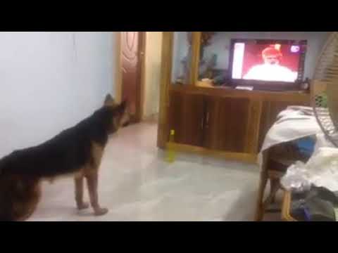 Dog Lafing The Narinder Modi Tv Video