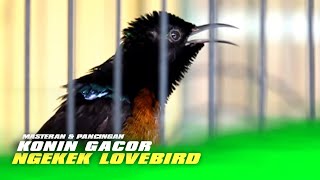 Download lagu konin isian Lovebird ngekek mp3