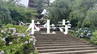 【Vlog】本土寺のあじさいが見頃！絶景の紫陽花寺を歩く【千葉・松戸】