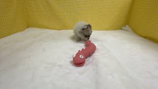 ハーフ犬の動画01