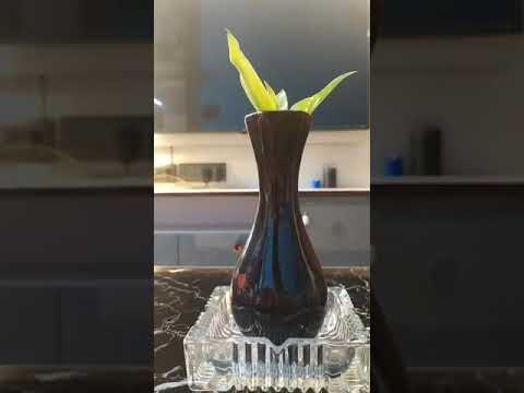 cinematography by my brother Sagnik