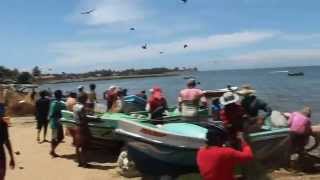 preview picture of video 'Negombo Fish Market (Video 1)'