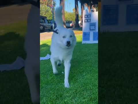 Happy Guy  Happy Dog TikTok Compilation 2023 #animalsplus