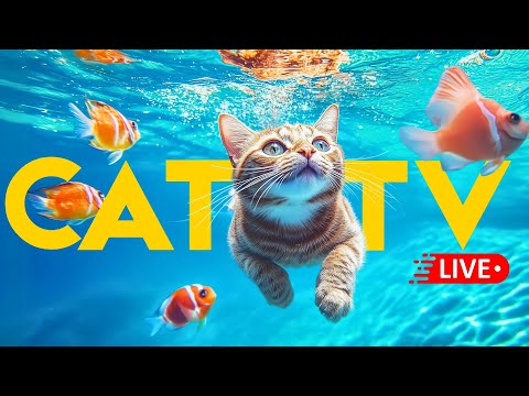 🔴 CAT TV + MUSIC - Boredom, Home Alone, Anxiety Relief 🐠 🐱