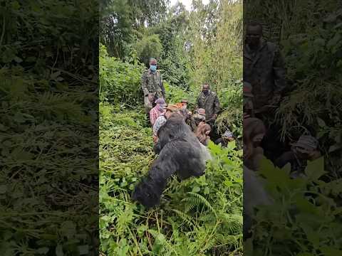 Turistas en peligro #wildlife #gorilla #shorts