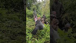 Turistas en peligro #wildlife #gorilla #shorts