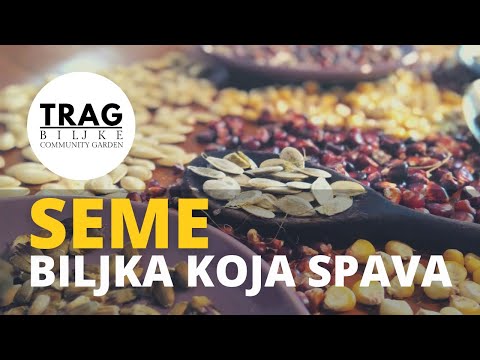 SEME JE BILJKA KOJA SPAVA (2021) [TRAG BILJKE]