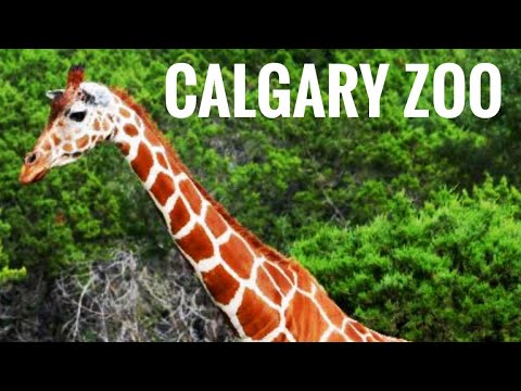 Calgary Zoo | Complete Walkthrough Tour in 4K | Alberta, Canada | World's Top Rated Zoo
