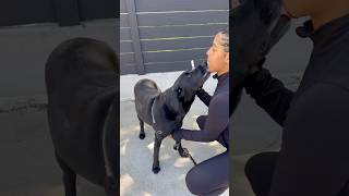 What did my dogs get at Vetco#vaccinations #petwellness #preventativehealth #petco #vetco #blacklab