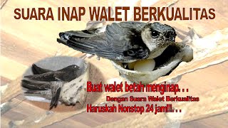 Download lagu Suara Inap Walet Terbaik Berkualitas 2021 mp3