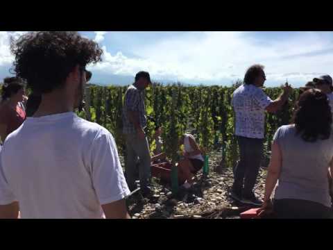 MDZ Online - La primera cosecha del viñedo de Pedro Aznar en Tunuyán