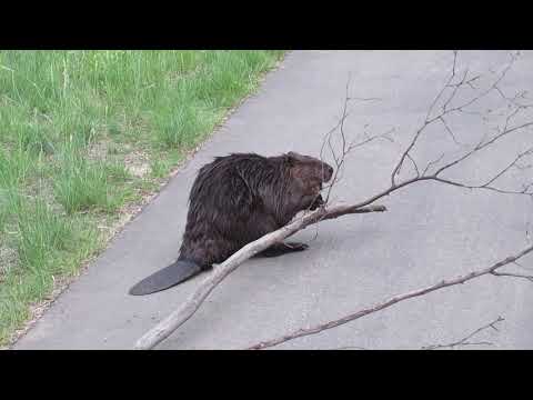 Vidéo animalière amusante ... le castor libère une longue branche, puis résout le problème pour l'amener à l'étang.