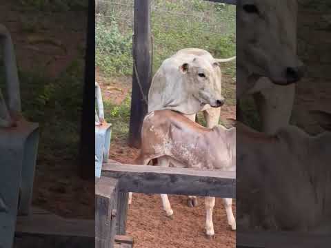 Fazenda esperança  Formoso go !!!