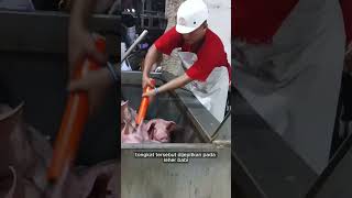 Download lagu Pig Stunning with Electric Current in the Philippines! mp3