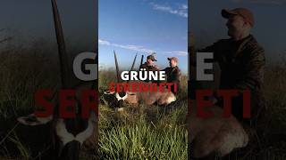 Grüne Serengeti in Namibia 2026 🇳🇦 Teil 2 von @jagdkrone⁩