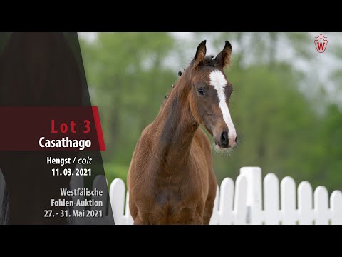 Westfälische Online Auktion-Fohlen Lot 3 Casathago Hengst v. Casall - Diathago