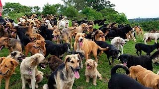 Territorio de Zaguates Land of The Strays Dog Rescue Ranch Sanctuary in Costa Rica