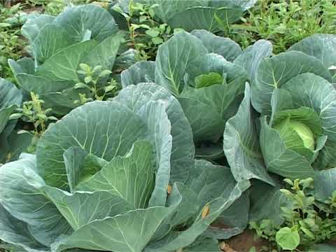 Proizvodnja kupusa  u Gračanici