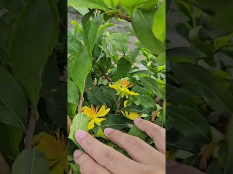 🔴 QBS23468 - NGẮM MAI MIỀN BẮC NGÀY 24 THÁNG 8 ÂM | CÁCH CHĂM SÓC MAI VÀNG MIỀN BẮC NỞ HOA ĐÚNG TẾT